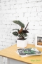 Калатея Сандериана в CUBE GLOSSY 14