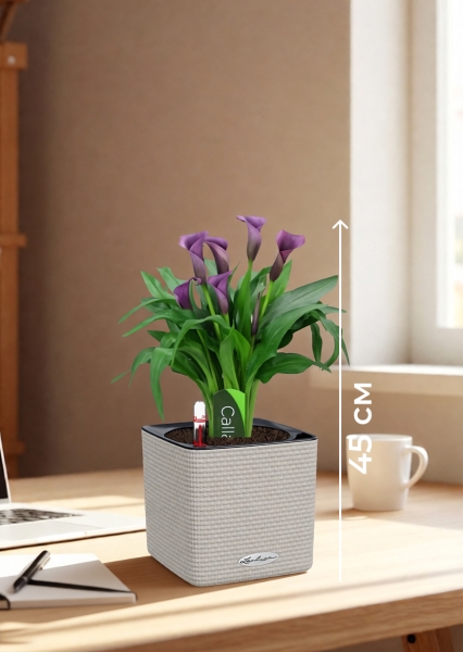 Калла микс фиолетовая 12/35 см в CUBE COLOR 14