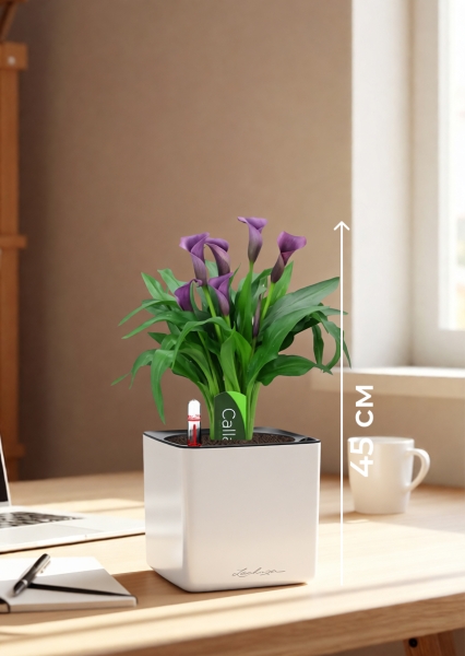 Калла микс фиолетовая 12/35 см в CUBE GLOSSY 14