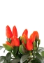 Капсикум микс 10/25 в CANTO STONE 14 Капсикум микс 10/25 в CANTO STONE 14