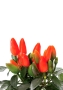 Капсикум микс 10/25 в CUBE GLOSSY 14 Капсикум микс 10/25 в CUBE GLOSSY 14