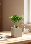 Кастаноспермум в CANTO STONE 14 Кастаноспермум в CANTO STONE 14