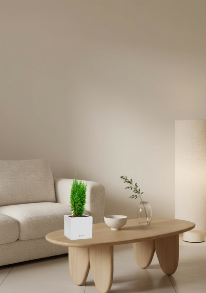 Кипарисовик микс 9 см в CANTO STONE 14 Кипарисовик микс 9 см в CANTO STONE 14