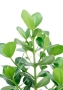 Клузия в CLASSICO COLOR 21 Клузия в CLASSICO COLOR 21