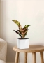 Кодиеум 8/20 см в CUBE GLOSSY 14 Кодиеум 8/20 см в CUBE GLOSSY 14