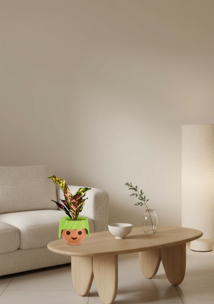 Кодиеум 8/20 см в OJO Кодиеум 8/20 см в OJO