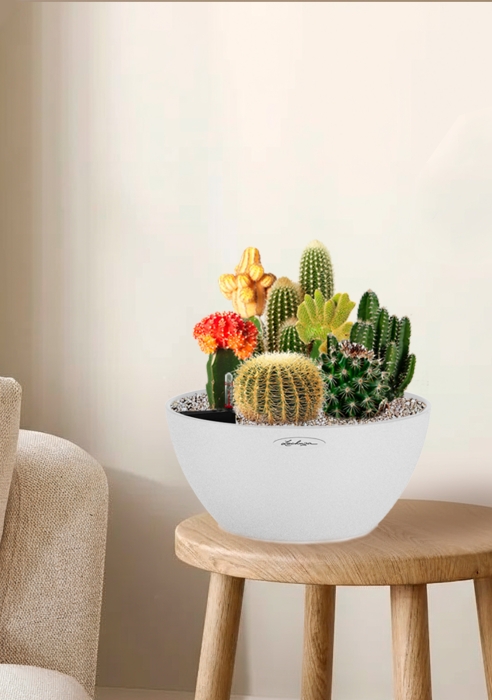 Композиция с кактусами в CUBETO COLOR 30 Композиция с кактусами в CUBETO COLOR 30