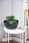 Композиция с суккулентами в CUBETO COLOR 30 Композиция с суккулентами в CUBETO COLOR 30