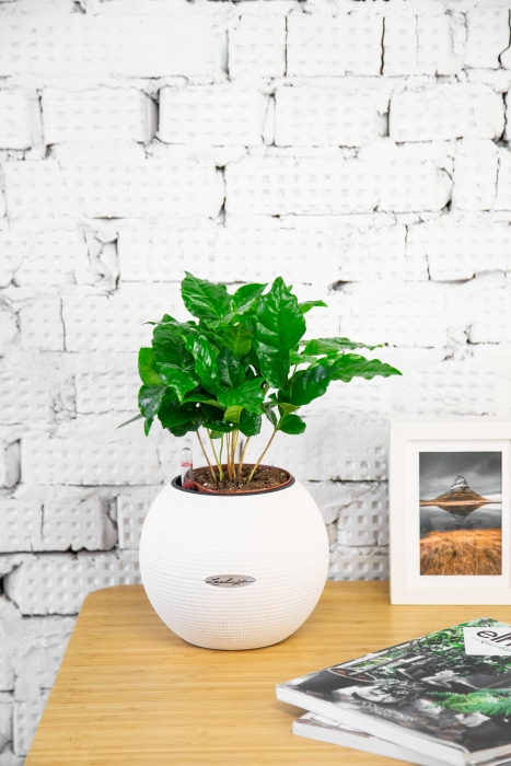 Кофе в PURO 20 Кофе в PURO 20