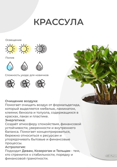 Крассула Овата в CLASSICO LS 21
