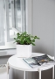 Крассула Овата в CUBE GLOSSY 14 Крассула Овата в CUBE GLOSSY 14