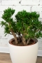 Крассула Хоббит 30/60 см в CANTO STONE HIGH 30
