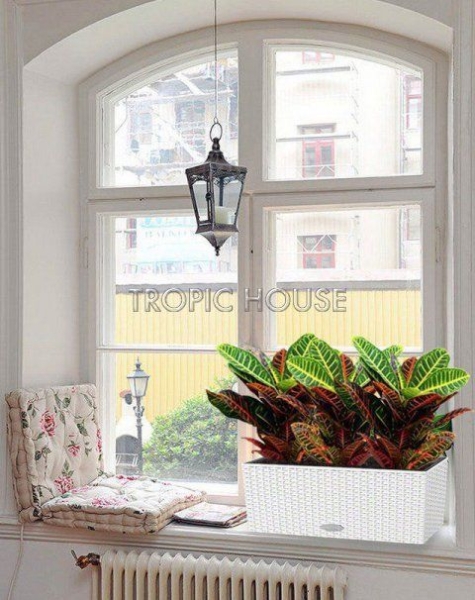 Кротон в Cottage 50 Кротон в Cottage 50
