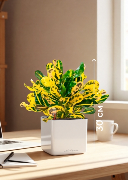 Кротон Еллоу 12/30 см в CUBE GLOSSY 14 Кротон Еллоу 12/30 см в CUBE GLOSSY 14