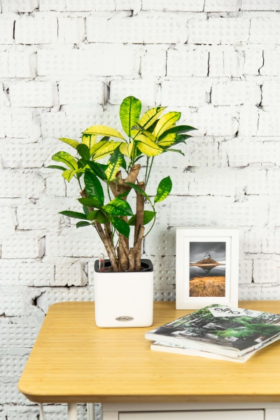 Кротон Миссис Айстон в CUBE COLOR 14 Кротон Миссис Айстон в CUBE COLOR 14