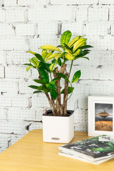 Кротон Миссис Айстон в CUBE COLOR 14 Кротон Миссис Айстон в CUBE COLOR 14