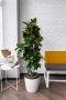 Кротон Петра в CLASSICO COLOR 35 Кротон Петра в CLASSICO COLOR 35