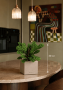 Ктенанта в CANTO STONE 14 Ктенанта в CANTO STONE 14