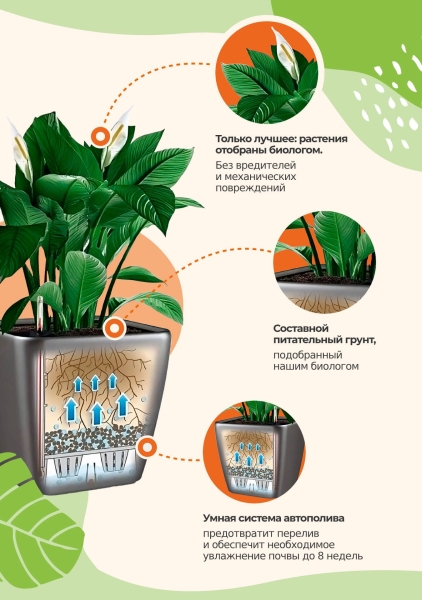 Лавр пирамида в DELTA 30