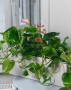Лиственный микс с Антуриумом BALCONERA COLOR 50 Лиственный микс с Антуриумом BALCONERA COLOR 50