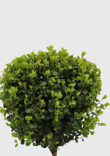 Мирсина 12/30 см в CUBE Color 14 Мирсина 12/30 см в CUBE Color 14
