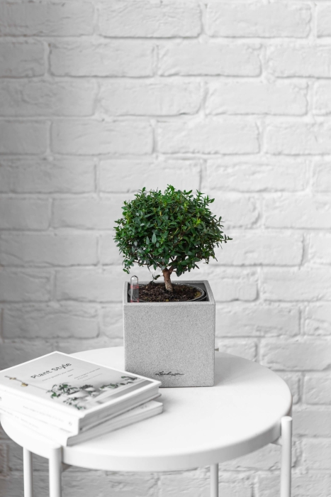 Мирт в CANTO STONE 14