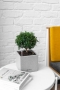 Мирт в CANTO STONE 14