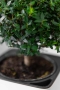 Мирт в CUBE GLOSSY 14