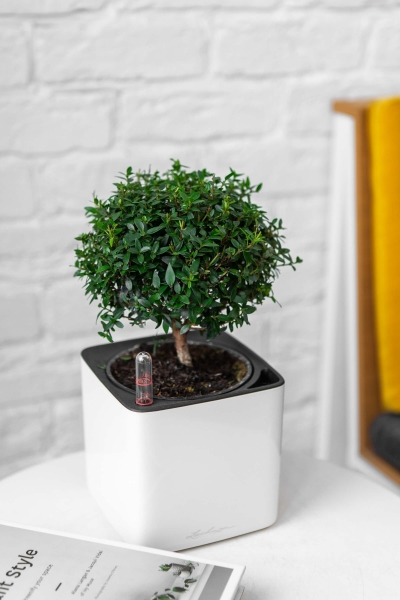Мирт в CUBE GLOSSY 14