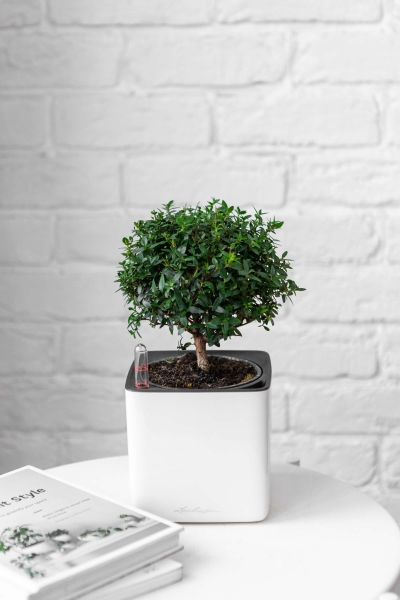 Мирт в CUBE GLOSSY 14