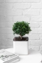 Мирт в CUBE GLOSSY 14