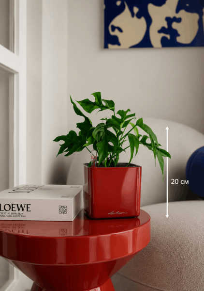 Монстера Рафидофора Минима 12/20 см в CUBE GLOSSY 16 Монстера Рафидофора Минима 12/20 см в CUBE GLOSSY 16