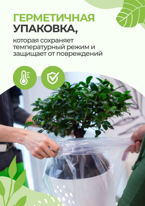 Мурдания в CANTO STONE 14