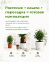 Нефролепис Возвышенный в DELTA 20