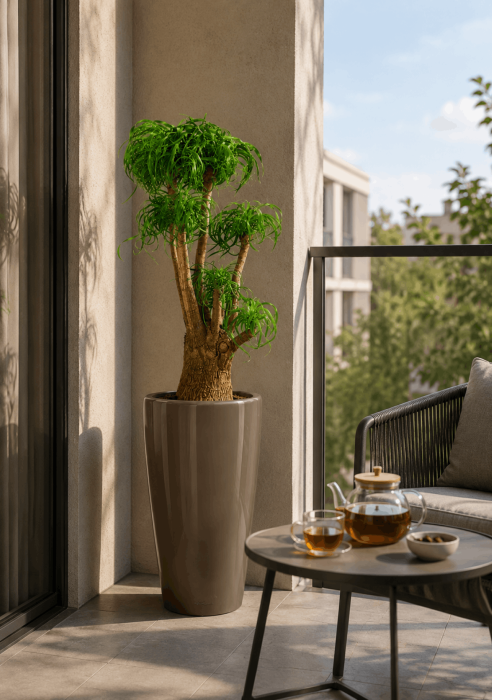 Нолина в RONDO 40