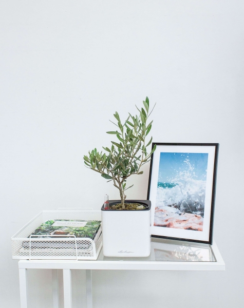 Олива в CUBE GLOSSY 14 Олива в CUBE GLOSSY 14
