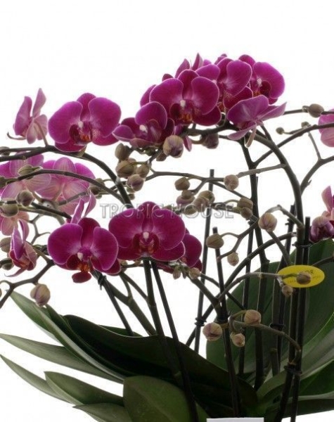 Орхидея Аморе в ORCHIDEA 18 Орхидея Аморе в ORCHIDEA 18