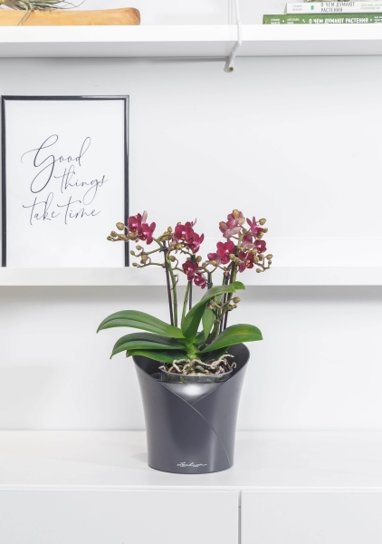 Орхидея Аморе в ORCHIDEA 18 Орхидея Аморе в ORCHIDEA 18