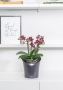 Орхидея Аморе в ORCHIDEA 18 Орхидея Аморе в ORCHIDEA 18