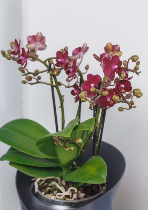 Орхидея Аморе в ORCHIDEA 18 Орхидея Аморе в ORCHIDEA 18