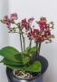 Орхидея Аморе в ORCHIDEA 18 Орхидея Аморе в ORCHIDEA 18