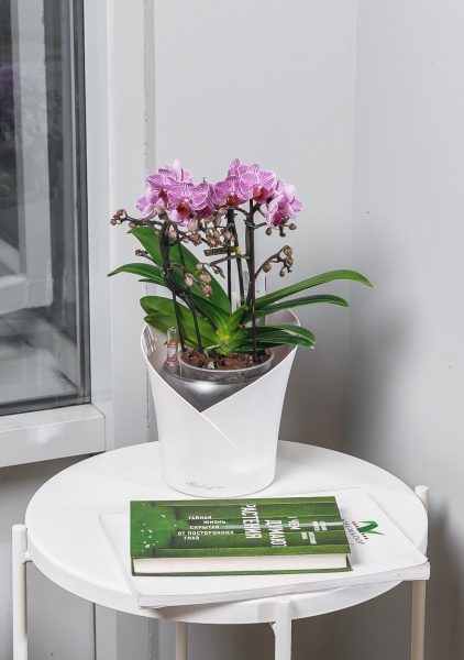 Орхидея Батерфлай в ORCHIDEA 18