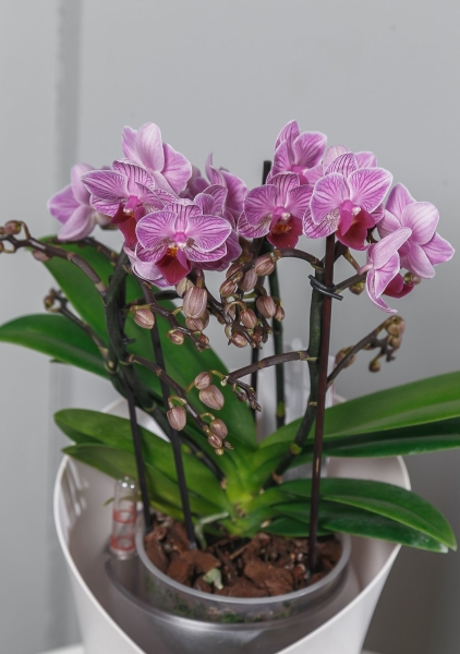 Орхидея Батерфлай в ORCHIDEA 18