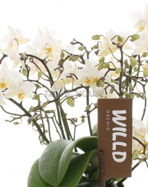Орхидея Вайлд в ORCHIDEA 18 Орхидея Вайлд в ORCHIDEA 18