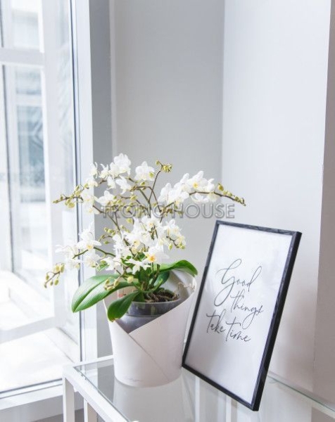 Орхидея Вайлд в ORCHIDEA 18 Орхидея Вайлд в ORCHIDEA 18