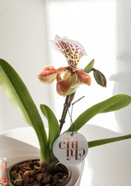 Орхидея Венерин башмачок в ORCHIDEA 18