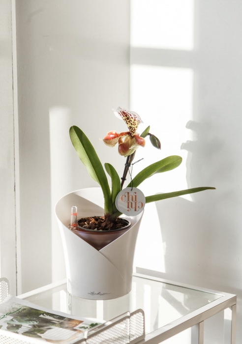 Орхидея Венерин башмачок в ORCHIDEA 18 Орхидея Венерин башмачок в ORCHIDEA 18