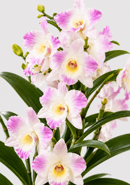 Орхидея Дендробиум розовый в ORCHIDEA 18 Орхидея Дендробиум розовый в ORCHIDEA 18