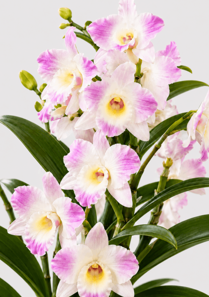 Орхидея Дендробиум розовый в ORCHIDEA 18