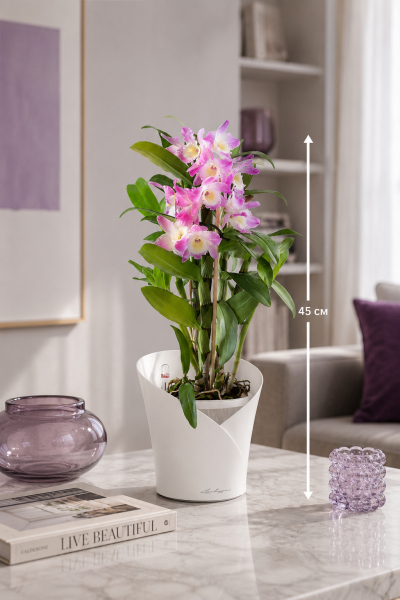 Орхидея Дендробиум розовый в ORCHIDEA 18